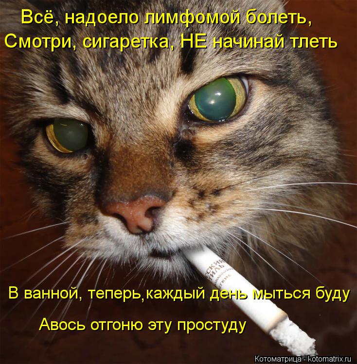 Всё, надоело лимфомой болеть, Смотри, сигаретка, НЕ начинай тлеть В ванной, теперь каждый день мыться... Котоматрица: Всё, надоело лимфомой болеть, Смотри, сигаретка, НЕ начинай тлеть В ванной, теперь каждый день мыться буду , Авось отгоню эту простуду