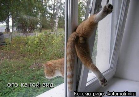 ого какой вид... Котоматрица: ого какой вид
