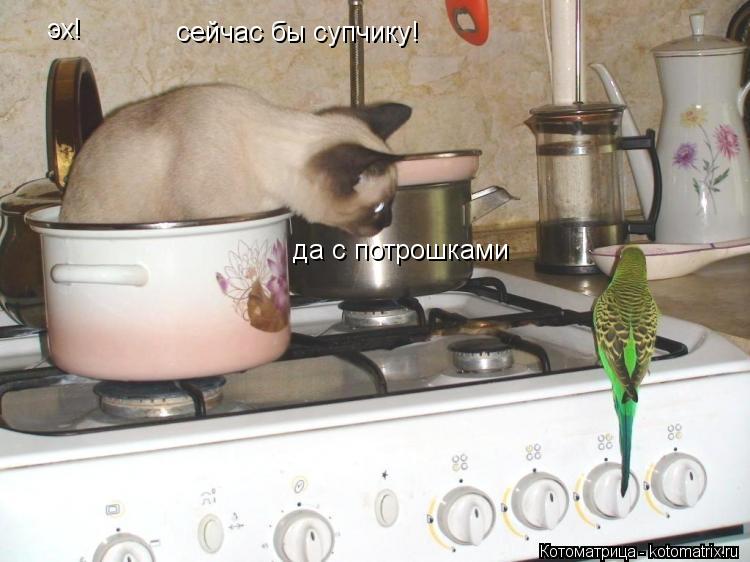 эх! сейчас бы супчику! да с потрошками... Котоматрица: эх! сейчас бы супчику! да с потрошками