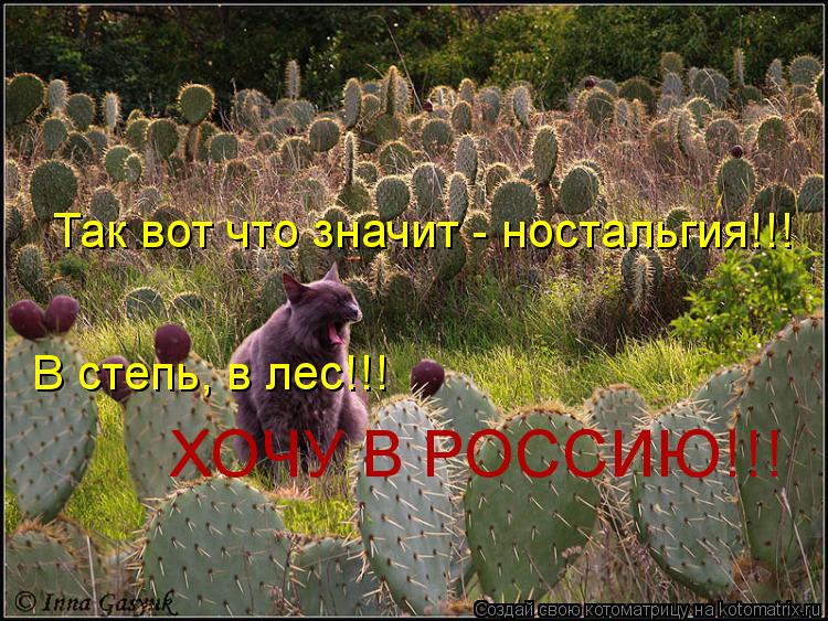 Так вот что значит - ностальгия!!! В степь, в лес!!! ХОЧУ В РОССИЮ!!!... Котоматрица: Так вот что значит - ностальгия!!! В степь, в лес!!! ХОЧУ В РОССИЮ!!!