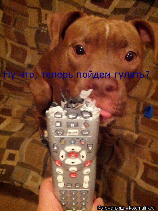 Ну что, теперь пойдем гулять?... Котоматрица: Ну что, теперь пойдем гулять?