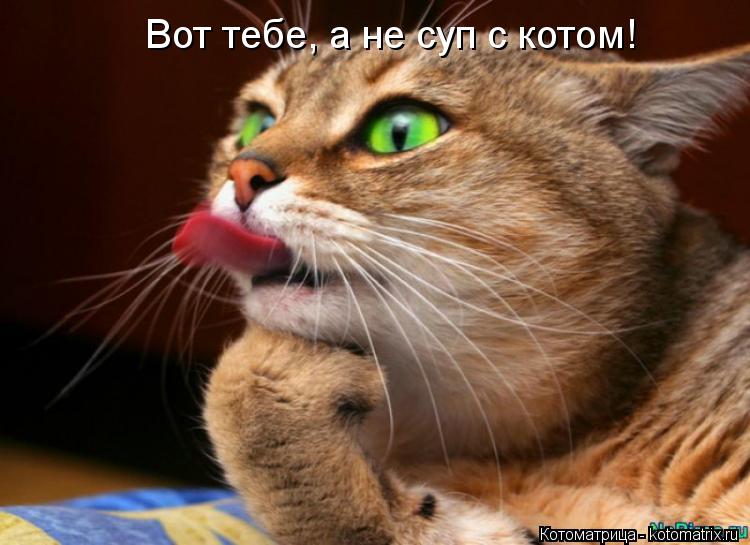 Вот тебе, а не суп с котом!... Котоматрица: Вот тебе, а не суп с котом!