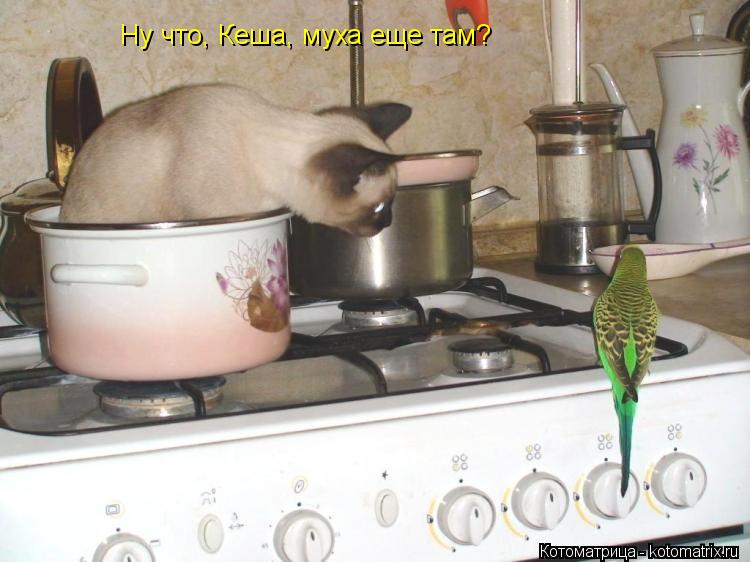 Ну что, Кеша, муха еще там?... Котоматрица: Ну что, Кеша, муха еще там?