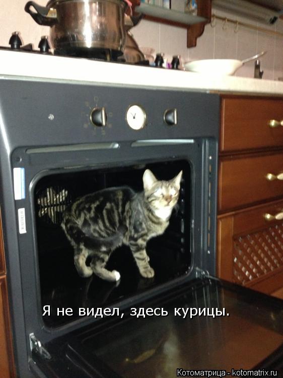 Я не видел, здесь курицы.... Котоматрица: Я не видел, здесь курицы.