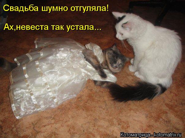 Свадьба шумно отгуляла! Ах,невеста так устала...... Котоматрица: Свадьба шумно отгуляла! Ах,невеста так устала...