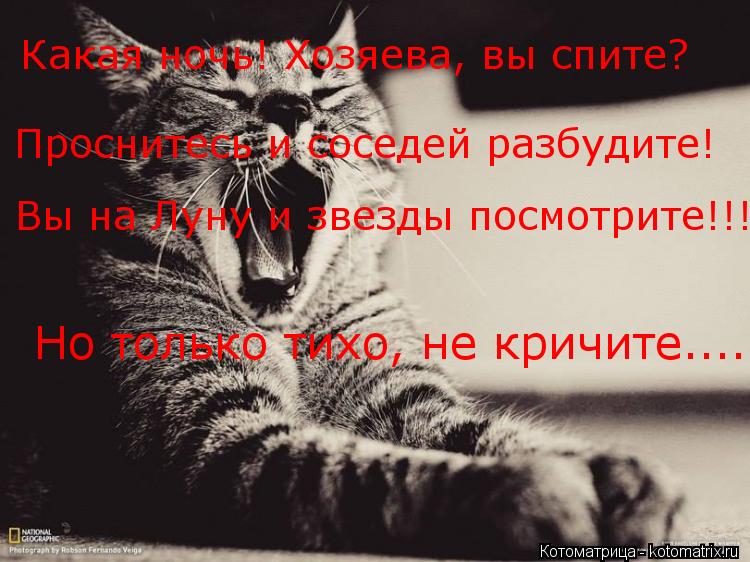 Какая ночь! Хозяева, вы спите? Проснитесь и соседей разбудите! Вы на Луну и звезды посмотрите!!! Но т... Котоматрица: Какая ночь! Хозяева, вы спите? Проснитесь и соседей разбудите! Вы на Луну и звезды посмотрите!!! Но только тихо, не кричите....