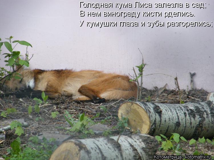 Голодная кума Лиса залезла в сад; В нем винограду кисти рделись. У кумушки глаза и зубы разгорелись;... Котоматрица: Голодная кума Лиса залезла в сад; В нем винограду кисти рделись. У кумушки глаза и зубы разгорелись;