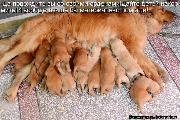 -Да подождите вы со своими орденами!Дайте детей накор- мить!И вообще,лучше бы материально помогли!..... Котоматрица: -Да подождите вы со своими орденами!Дайте детей накор- мить!И вообще,лучше бы материально помогли!..
