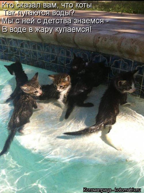Кто сказал вам, что коты Так пугаются воды? Мы с ней с детства знаемся - В воде в жару купаемся!... Котоматрица: Кто сказал вам, что коты Так пугаются воды? Мы с ней с детства знаемся - В воде в жару купаемся!