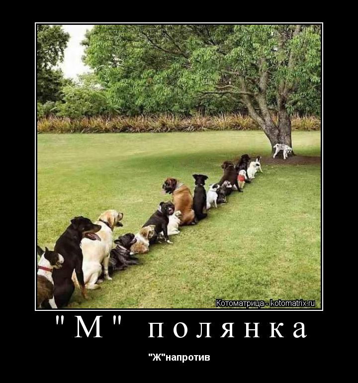 "М" полянка "Ж"напротив... Котоматрица: "М" полянка "Ж"напротив
