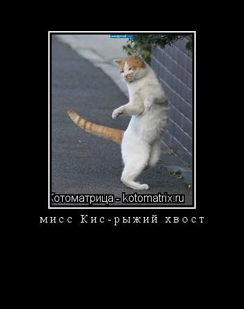 мисс Кис-рыжий хвост ... Котоматрица: мисс Кис-рыжий хвост