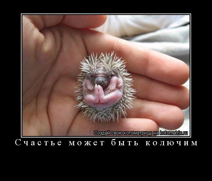 Счастье может быть колючим ... Котоматрица: Счастье может быть колючим