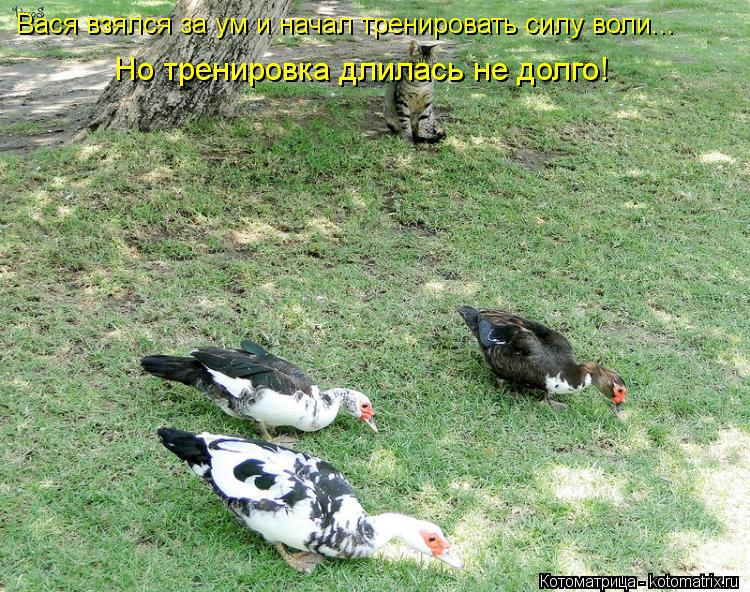 Вася взялся за ум и начал тренировать силу воли... Но тренировка длилась не долго!... Котоматрица: Вася взялся за ум и начал тренировать силу воли... Но тренировка длилась не долго!