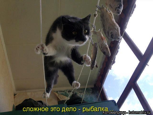 сложное это дело - рыбалка...... Котоматрица: сложное это дело - рыбалка...