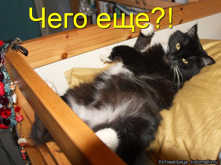 Чего еще?!... Котоматрица: Чего еще?!