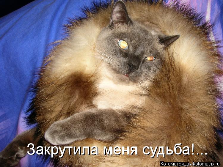 Закрутила меня судьба!...... Котоматрица: Закрутила меня судьба!...