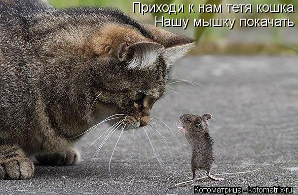 Котоматрица: Приходи к нам тетя кошка Нашу мышку покачать