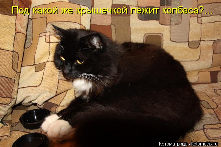 Под какой же крышечкой лежит колбаса?...... Котоматрица: Под какой же крышечкой лежит колбаса?...