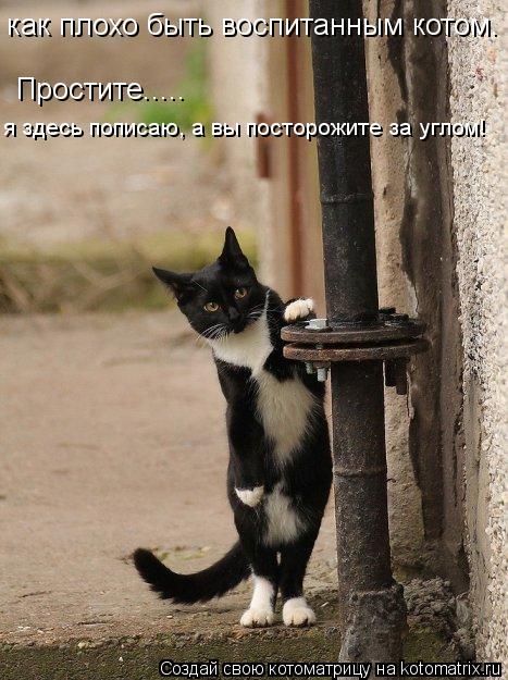 как плохо быть воспитанным котом. Простите..... я здесь пописаю, а вы посторожите за углом!... Котоматрица: как плохо быть воспитанным котом. Простите..... я здесь пописаю, а вы посторожите за углом!