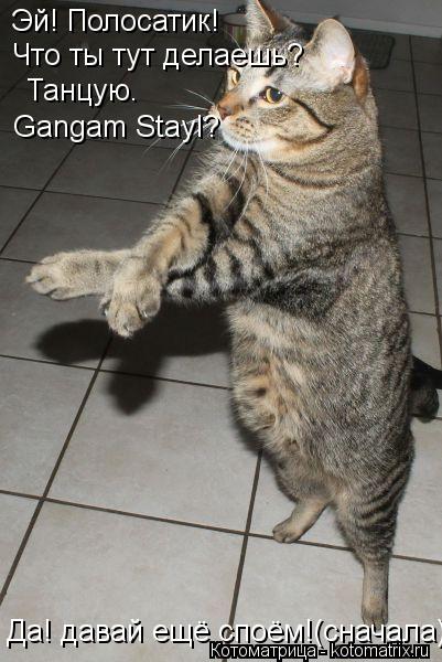 Котоматрица: Эй! Полосатик! Что ты тут делаешь? Танцую. Gangam Stayl? Да! давай ещё споём!(сначала).