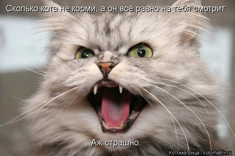 Котоматрица: Сколько кота не корми, а он всё равно на тебя смотрит. Аж страшно.