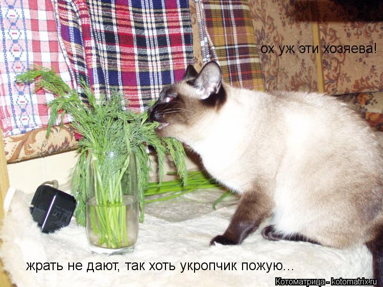Котоматрица: ох уж эти хозяева! жрать не дают, так хоть укропчик пожую...