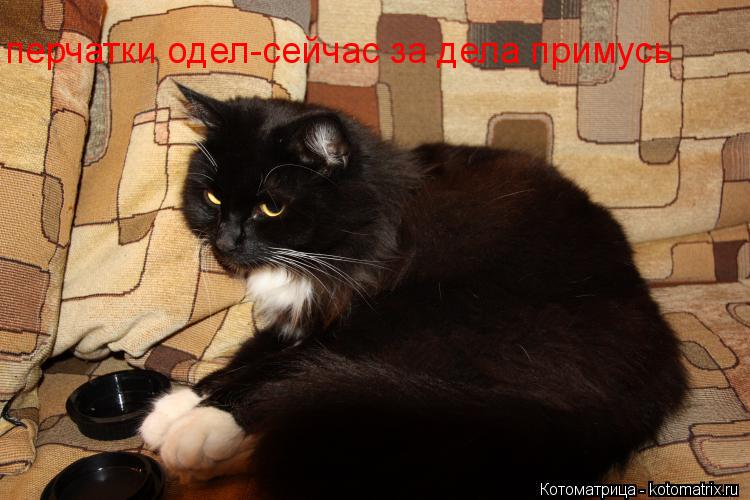 перчатки одел-сейчас за дела примусь... Котоматрица: перчатки одел-сейчас за дела примусь