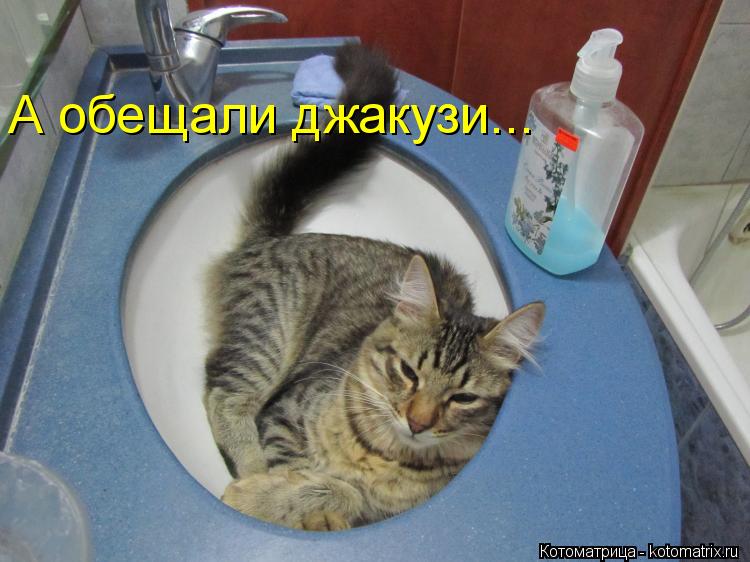А обещали джакузи...... Котоматрица: А обещали джакузи...