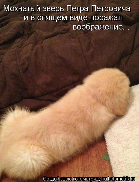 Мохнатый зверь Петра Петровича и в спящем виде поражал воображение...... Котоматрица: Мохнатый зверь Петра Петровича и в спящем виде поражал воображение...