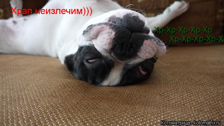 Котоматрица: Хр-Хр-Хр-Хр-Хр Хр-Хр-Хр-Хр-Хр Храп неизлечим)))