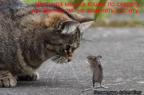 Котоматрица: Шепнула мышка кошке по секрету, что "Вискасом" не заменить котлету.