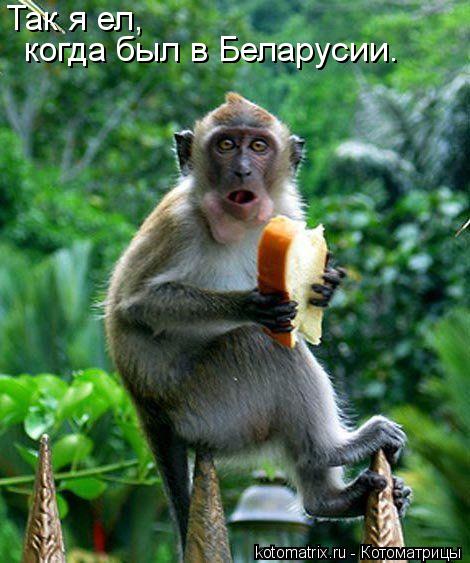 Так я ел, когда был в Беларусии.... Котоматрица: Так я ел, когда был в Беларусии.