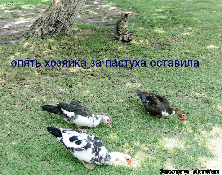 опять хозяйка за пастуха оставила... Котоматрица: опять хозяйка за пастуха оставила
