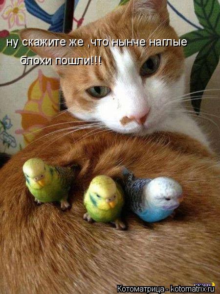 Котоматрица: ну скажите же ,что нынче наглые  блохи пошли!!!