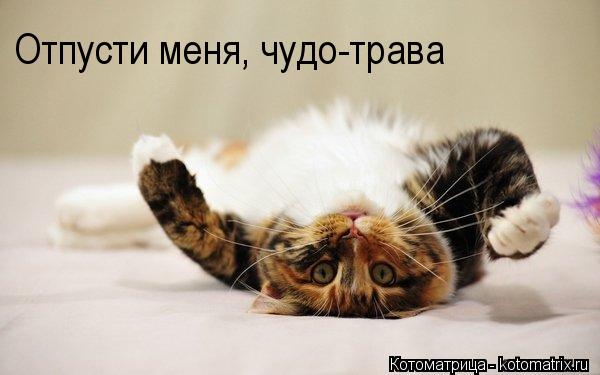 Отпусти меня, чудо-трава... Котоматрица: Отпусти меня, чудо-трава