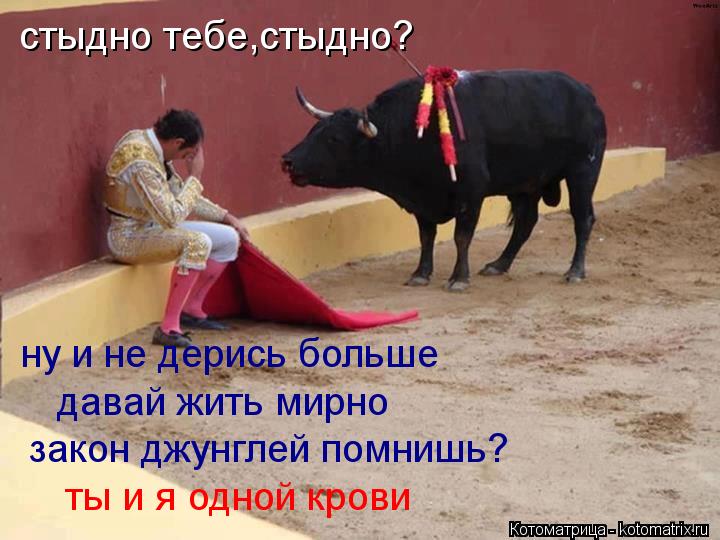 Котоматрица: стыдно тебе,стыдно? ну и не дерись больше давай жить мирно закон джунглей помнишь? ты и я одной крови