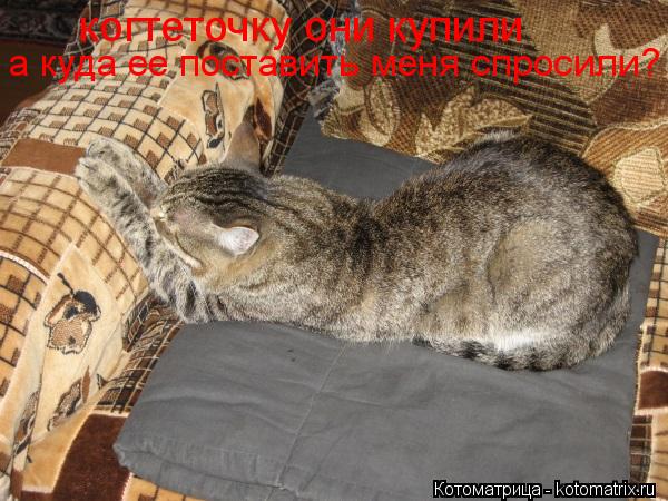 когтеточку они купили а куда ее поставить меня спросили?... Котоматрица: когтеточку они купили а куда ее поставить меня спросили?