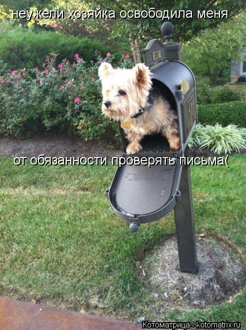Котоматрица: неужели хозяйка освободила меня от обязанности проверять письма(