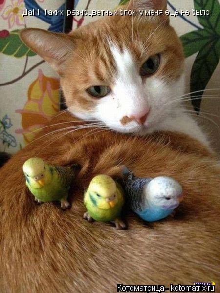 Котоматрица: Да!!!  Таких  разноцветных блох  у меня ещё не было...