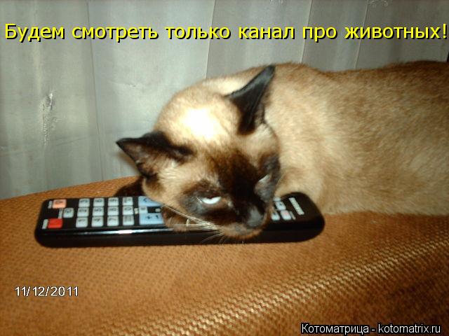 Будем смотреть только канал про животных!... Котоматрица: Будем смотреть только канал про животных!