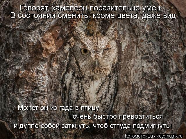 Говорят, хамелеон поразительно умен. В состоянии сменить, кроме цвета, даже вид. Может он из гада в ... Котоматрица: Говорят, хамелеон поразительно умен. В состоянии сменить, кроме цвета, даже вид. Может он из гада в птицу очень быстро превратиться и дупло