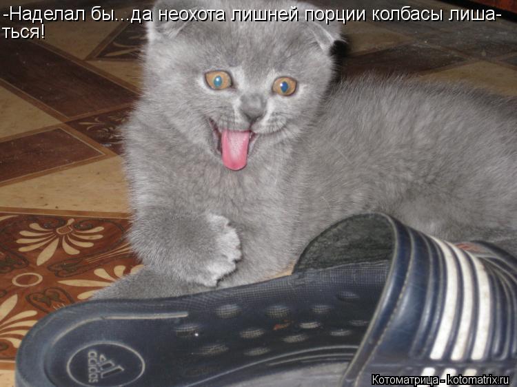 Котоматрица: -Наделал бы...да неохота лишней порции колбасы лиша- ться!
