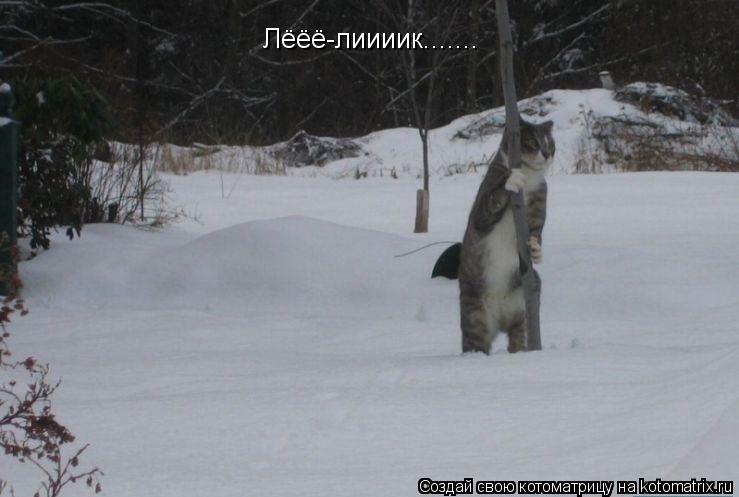 Лёёё-лиииик.......... Котоматрица: Лёёё-лиииик.......