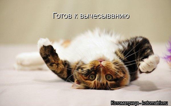 Готов к вычесыванию... Котоматрица: Готов к вычесыванию