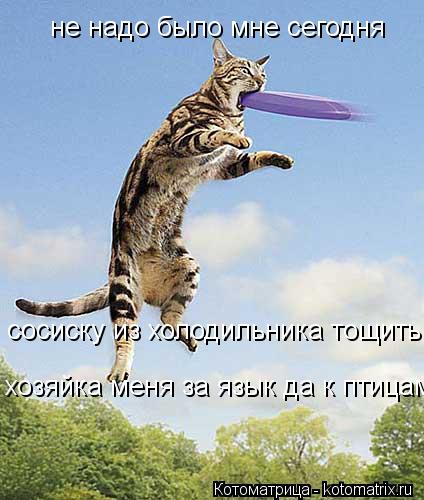 Котоматрица: не надо было мне сегодня сосиску из холодильника тощить хозяйка меня за язык да к птицам...