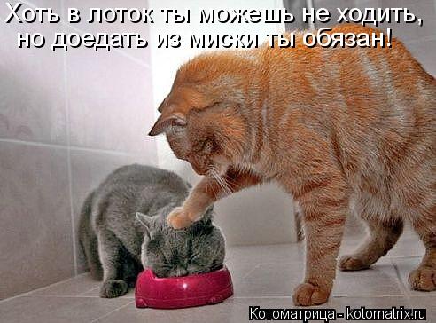 Хоть в лоток ты можешь не ходить, но доедать из миски ты обязан!... Котоматрица: Хоть в лоток ты можешь не ходить, но доедать из миски ты обязан!