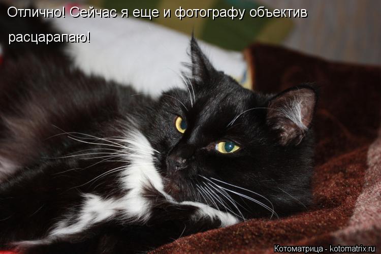 Отлично! Сейчас я еще и фотографу объектив расцарапаю! расцарапаю!... Котоматрица: Отлично! Сейчас я еще и фотографу объектив расцарапаю! расцарапаю!