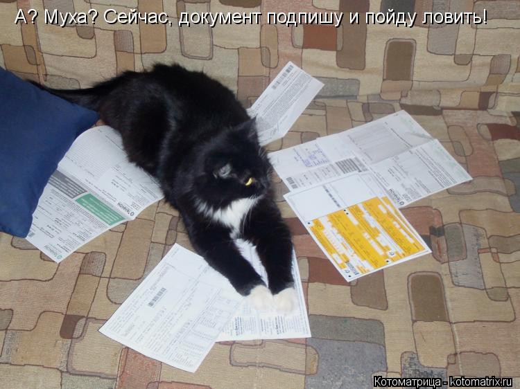 А? Муха? Сейчас, документ подпишу и пойду ловить!... Котоматрица: А? Муха? Сейчас, документ подпишу и пойду ловить!