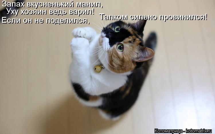 Котоматрица: Запах вкусненький манил, Уху хозяин ведь варил! Если он не поделился, Тапком сильно провинился!