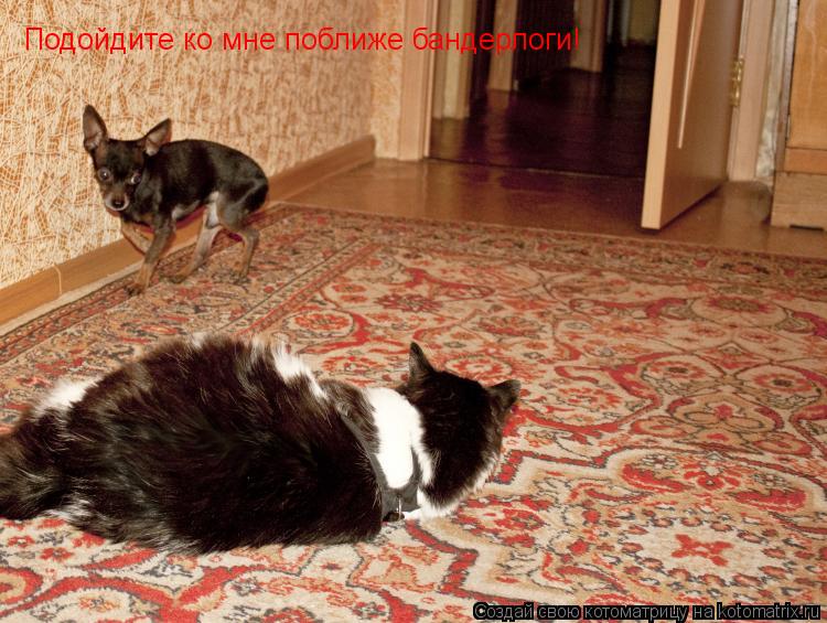 Подойдите ко мне поближе бандерлоги!... Котоматрица: Подойдите ко мне поближе бандерлоги!